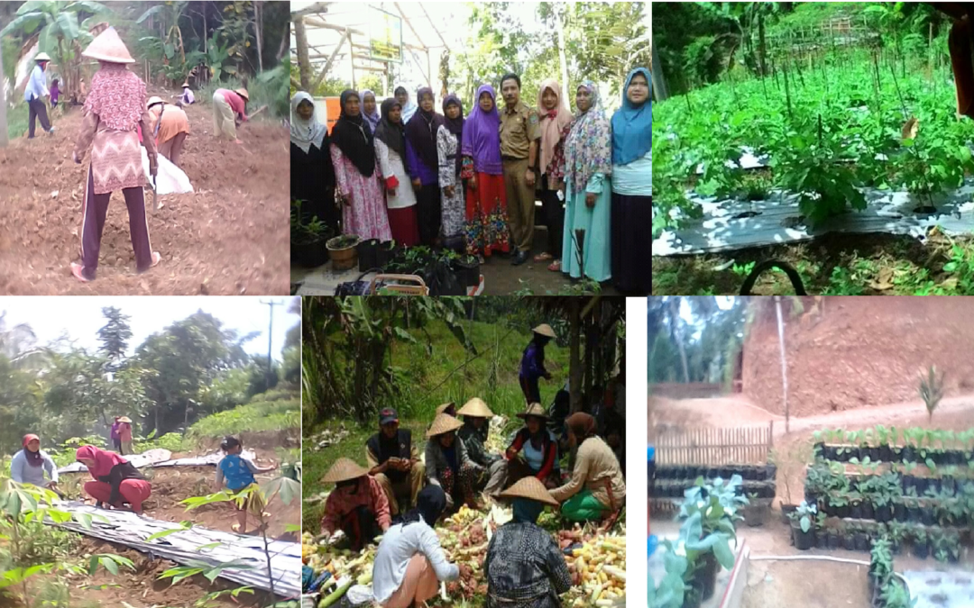 KWT (Kelompok Wanita Tani) Mekarwangi Desa Mekarmulya Melaju Ke Provinsi